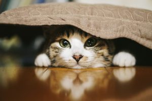 座布団に挟まる猫