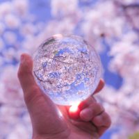 水晶玉と桜