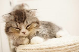 眠る猫