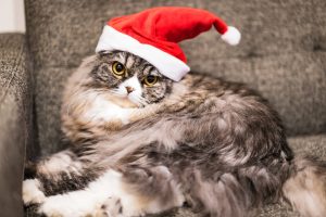 サンタ猫