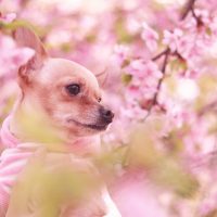 桜とワンちゃん
