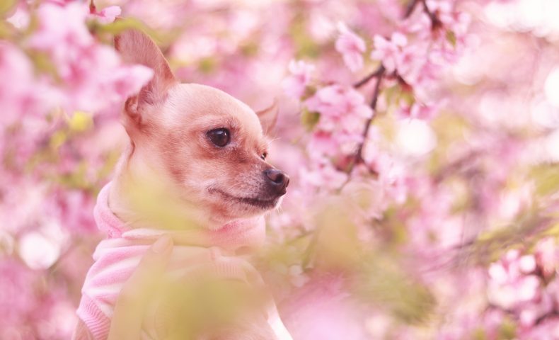 桜とワンちゃん