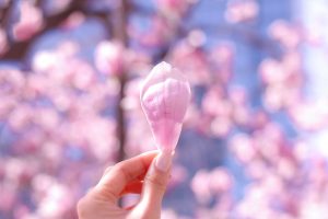 桜の花びら