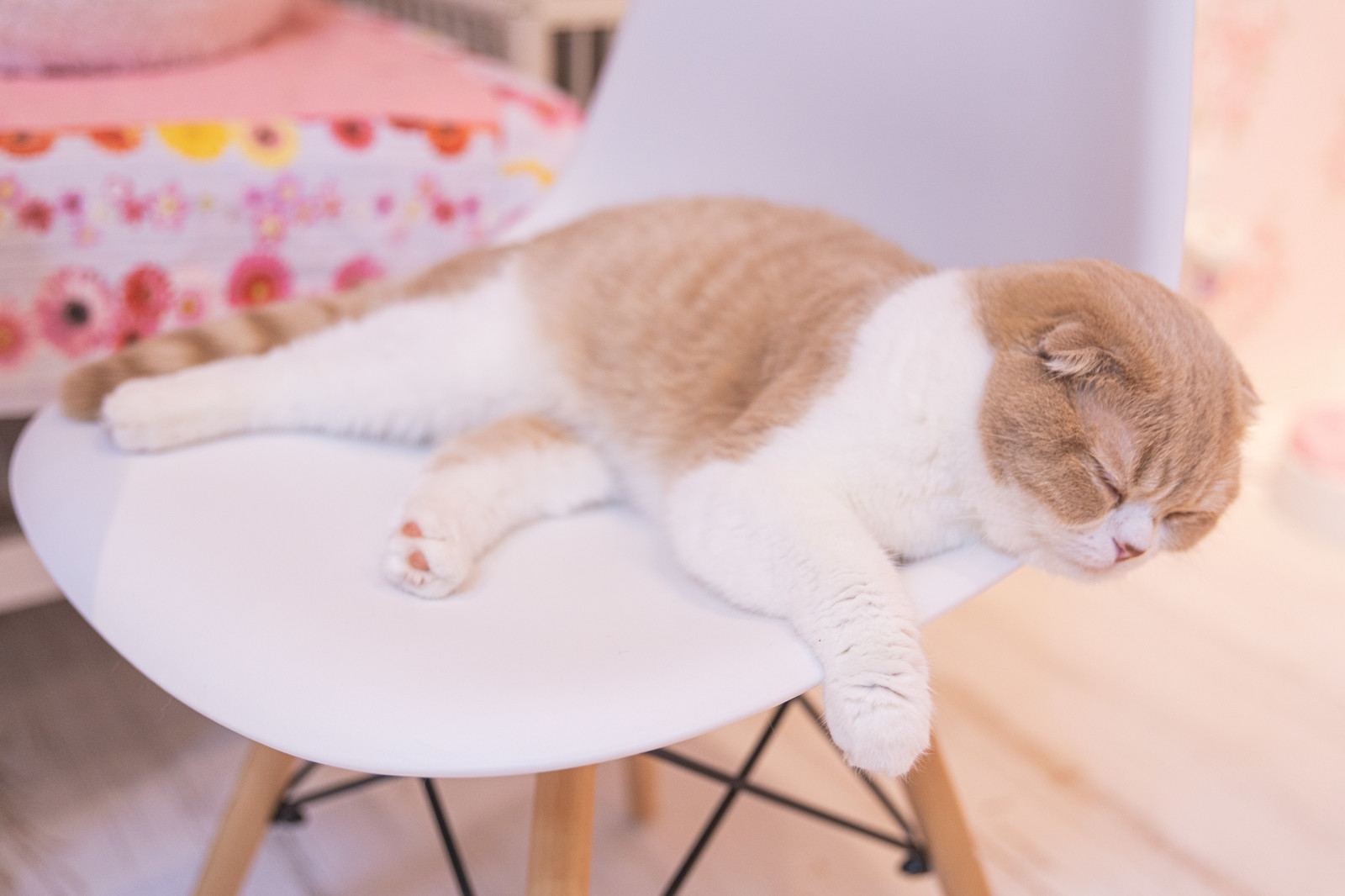 椅子の上で眠る猫